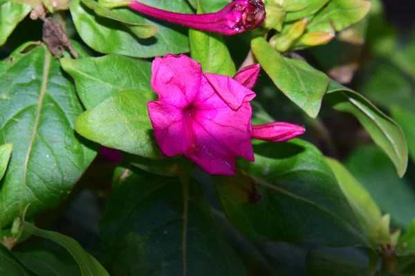 Petunie Zwane Także Kwiatami Tytoniu Lub Letnie Kwiaty Pełne Kwiatów — Zdjęcie stockowe