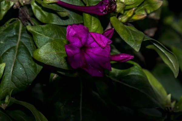 ペチュニアスは タバコの花 または夏の花とも呼ばれ 初夏から秋中旬までの花でいっぱいで ピンク 青から非常に多様で快適な色を持っています — ストック写真