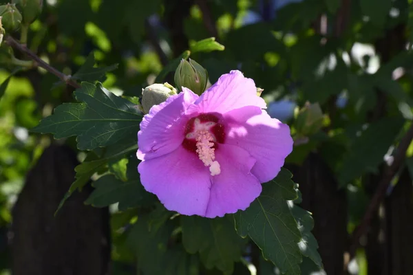 ペチュニアスは タバコの花 または夏の花とも呼ばれ 初夏から秋中旬までの花でいっぱいで ピンク 青から非常に多様で快適な色を持っています — ストック写真