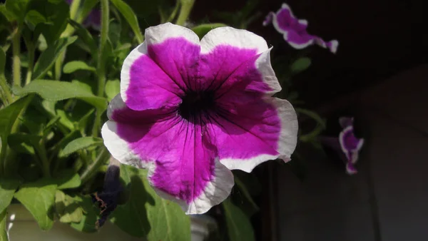 ペチュニアスは タバコの花 または夏の花とも呼ばれ 初夏から秋中旬までの花でいっぱいで ピンク 青から非常に多様で快適な色を持っています — ストック写真