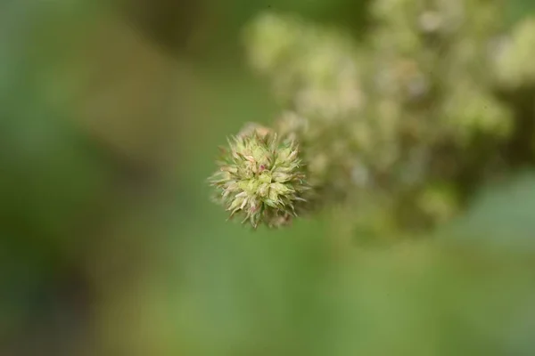 Pigweed 씨앗을 퍼지는 잡초이고 형이고 녹색의 가지고 있으며 다발로 그룹화 — 스톡 사진