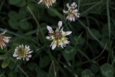 Yonca kısa ömürlüdür. Yapraklar üç yapraklıdır ve çiçekler küçük beyaz, kırmızı, mor veya sarı cilt bakımı şeklinde gruplandırılır ve kelebek ve güve larvaları için bir besin kaynağıdır..