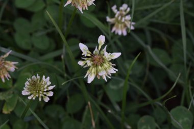 Yonca kısa ömürlüdür. Yapraklar üç yapraklıdır ve çiçekler küçük beyaz, kırmızı, mor veya sarı cilt bakımı şeklinde gruplandırılır ve kelebek ve güve larvaları için bir besin kaynağıdır..