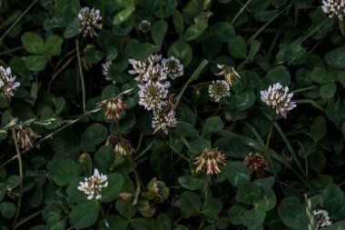 Yonca kısa ömürlüdür. Yapraklar üç yapraklıdır ve çiçekler küçük beyaz, kırmızı, mor veya sarı cilt bakımı şeklinde gruplandırılır ve kelebek ve güve larvaları için bir besin kaynağıdır..