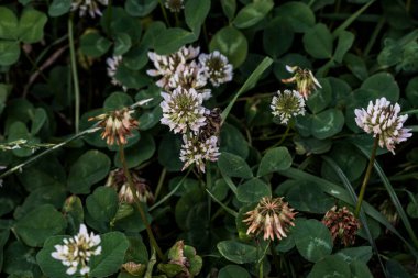 Yonca kısa ömürlüdür. Yapraklar üç yapraklıdır ve çiçekler küçük beyaz, kırmızı, mor veya sarı cilt bakımı şeklinde gruplandırılır ve kelebek ve güve larvaları için bir besin kaynağıdır..