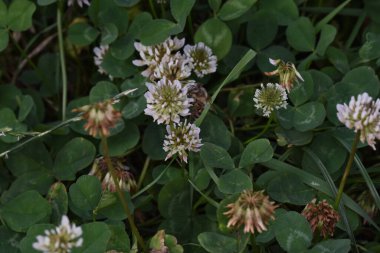 Yonca kısa ömürlüdür. Yapraklar üç yapraklıdır ve çiçekler küçük beyaz, kırmızı, mor veya sarı cilt bakımı şeklinde gruplandırılır ve kelebek ve güve larvaları için bir besin kaynağıdır..
