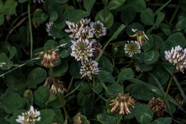 Yonca kısa ömürlüdür. Yapraklar üç yapraklıdır ve çiçekler küçük beyaz, kırmızı, mor veya sarı cilt bakımı şeklinde gruplandırılır ve kelebek ve güve larvaları için bir besin kaynağıdır..