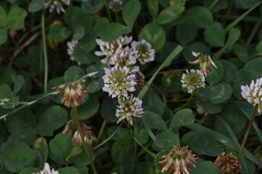 Yonca kısa ömürlüdür. Yapraklar üç yapraklıdır ve çiçekler küçük beyaz, kırmızı, mor veya sarı cilt bakımı şeklinde gruplandırılır ve kelebek ve güve larvaları için bir besin kaynağıdır..