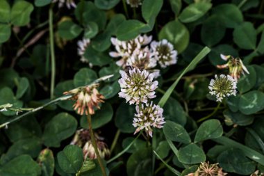 Yonca kısa ömürlüdür. Yapraklar üç yapraklıdır ve çiçekler küçük beyaz, kırmızı, mor veya sarı cilt bakımı şeklinde gruplandırılır ve kelebek ve güve larvaları için bir besin kaynağıdır..
