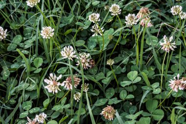 Yonca kısa ömürlüdür. Yapraklar üç yapraklıdır ve çiçekler küçük beyaz, kırmızı, mor veya sarı cilt bakımı şeklinde gruplandırılır ve kelebek ve güve larvaları için bir besin kaynağıdır..