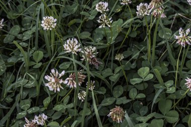 Yonca kısa ömürlüdür. Yapraklar üç yapraklıdır ve çiçekler küçük beyaz, kırmızı, mor veya sarı cilt bakımı şeklinde gruplandırılır ve kelebek ve güve larvaları için bir besin kaynağıdır..