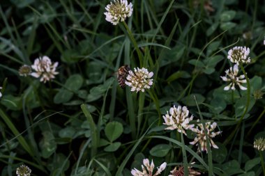 Yonca kısa ömürlüdür. Yapraklar üç yapraklıdır ve çiçekler küçük beyaz, kırmızı, mor veya sarı cilt bakımı şeklinde gruplandırılır ve kelebek ve güve larvaları için bir besin kaynağıdır..