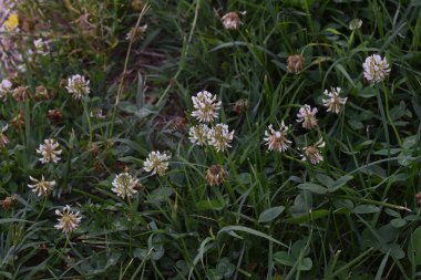 Yonca kısa ömürlüdür. Yapraklar üç yapraklıdır ve çiçekler küçük beyaz, kırmızı, mor veya sarı cilt bakımı şeklinde gruplandırılır ve kelebek ve güve larvaları için bir besin kaynağıdır..