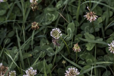 Yonca kısa ömürlüdür. Yapraklar üç yapraklıdır ve çiçekler küçük beyaz, kırmızı, mor veya sarı cilt bakımı şeklinde gruplandırılır ve kelebek ve güve larvaları için bir besin kaynağıdır..