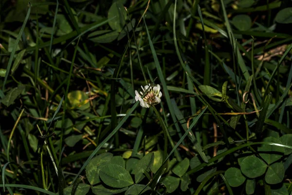 クローバーは短命の多年生です 葉は3裂し 花は小さな白 または黄色の花序でグループ化され 蝶や蛾の幼虫の食料源です — ストック写真