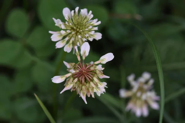 Klöver Kortlivade Perenner Bladen Trifoliate Och Blommorna Grupperade Smã Vita — Stockfoto