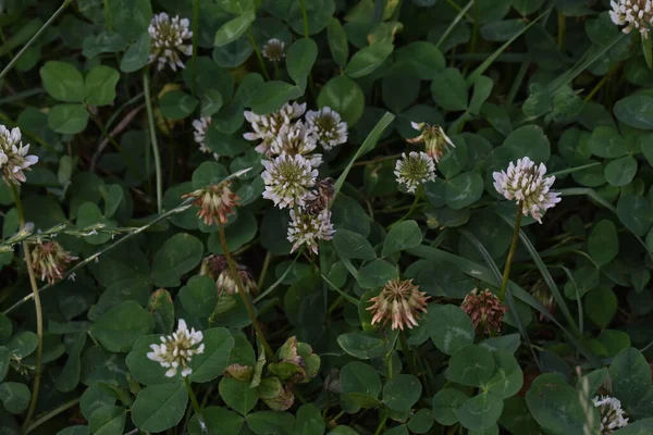 Yonca kısa ömürlüdür. Yapraklar üç yapraklıdır ve çiçekler küçük beyaz, kırmızı, mor veya sarı cilt bakımı şeklinde gruplandırılır ve kelebek ve güve larvaları için bir besin kaynağıdır..