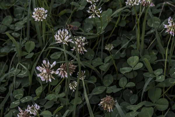 Klaver Zijn Kortlevende Vaste Planten Bladeren Zijn Trifoliaat Bloemen Zijn — Stockfoto