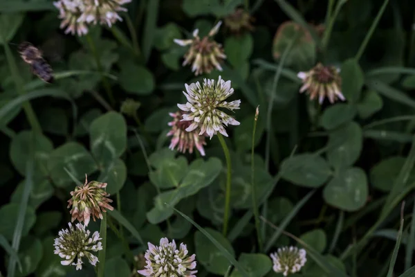 Klaver Zijn Kortlevende Vaste Planten Bladeren Zijn Trifoliaat Bloemen Zijn — Stockfoto