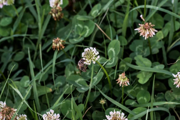 Klöver Kortlivade Perenner Bladen Trifoliate Och Blommorna Grupperade Smã Vita — Stockfoto