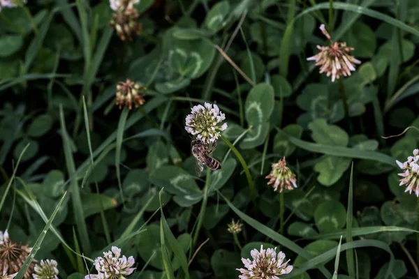 Klaver Zijn Kortlevende Vaste Planten Bladeren Zijn Trifoliaat Bloemen Zijn — Stockfoto