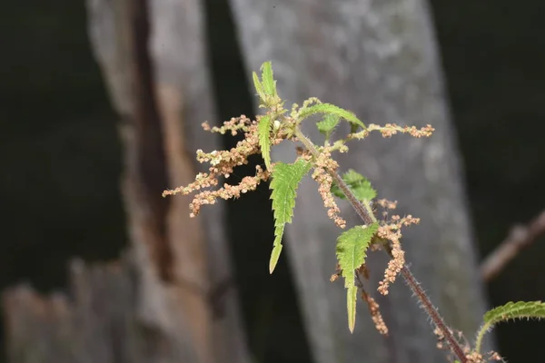Nettle, yaprakları oval, kenarları dişli, tüylerle kaplı, dokunuşları derinin kızarmasına ve küçük ürtiker oluşumuna neden olan bitkisel bir bitki türüdür..