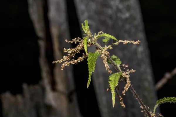 イラクサ Nettle は草本で多年生の植物で 反対側の葉 楕円形 縁に歯がついており その接触によって皮膚が赤くなり 小さな水疱が形成されます — ストック写真