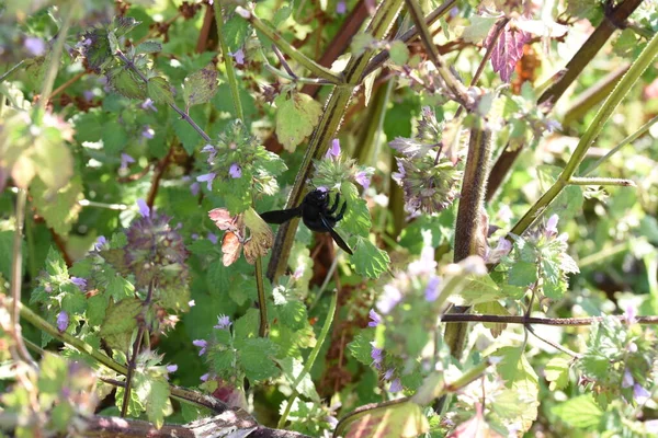 死んだイラクサ シュガエル 枝分かれのない茎とテトラムチを持つ草本植物で 葉柄の葉は緑色をしています 植物の花は垂直に配置された色で白です — ストック写真