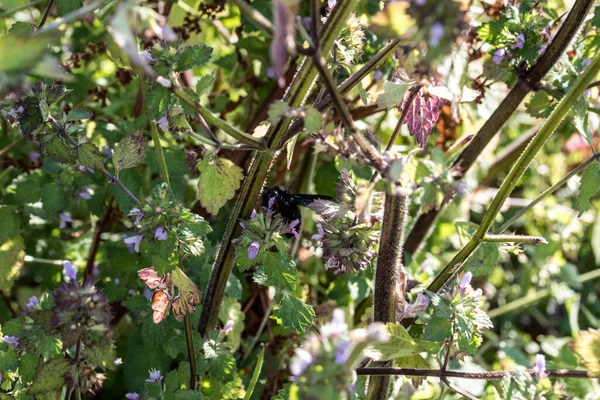 Dead Nettle Populärt Kallad Sugel Örtartad Växt Med Grenlös Stam — Stockfoto