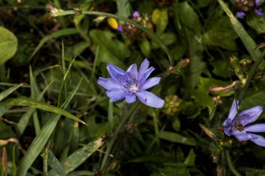 Convolvulus arvensis, ya da Kırlangıç elbisesi, sarmal dizilmiş yaprakları ve trompet şeklinde çiçekleri, mor, beyaz ya da soluk pembe bir bitkidir.