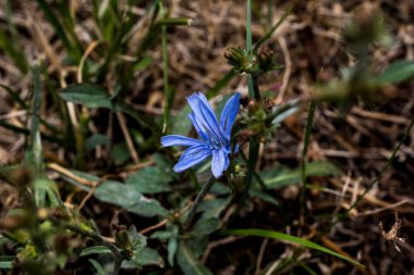 Convolvulus arvensis, ya da Kırlangıç elbisesi, sarmal dizilmiş yaprakları ve trompet şeklinde çiçekleri, mor, beyaz ya da soluk pembe bir bitkidir.