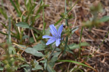 Convolvulus arvensis, ya da Kırlangıç elbisesi, sarmal dizilmiş yaprakları ve trompet şeklinde çiçekleri, mor, beyaz ya da soluk pembe bir bitkidir.