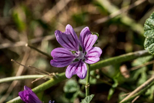 Convolvulus arvensis, ya da Kırlangıç elbisesi, sarmal dizilmiş yaprakları ve trompet şeklinde çiçekleri, mor, beyaz ya da soluk pembe bir bitkidir.