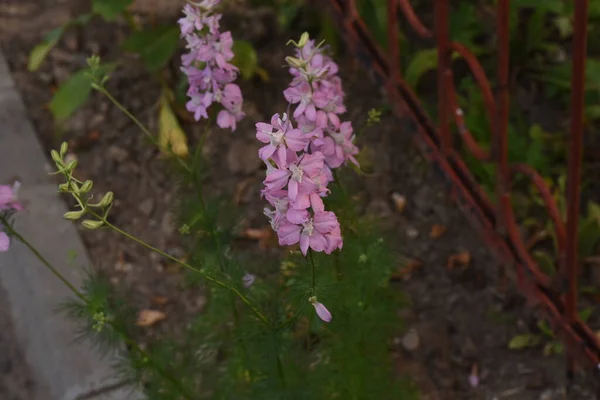 Hyacinthe Hyacinthus Orientalis Est Une Plante Vivace Décorative Avec Des — Photo
