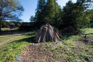 Reed Sheaf otçul bir bitkidir, sürünen bir rhizomu vardır, dört metre sertliğinde mavi mızrak yaprakları ve çiçekleri terminalde paniğe neden olur.