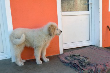 Romen Karpatyalı çoban köpeği, Karpatlar 'daki koyun sürüleri için mükemmel bir bekçi köpeği olan Karpatlar' dan gelen Romen çobanlar tarafından yüzyıllardır kullanılan bir köpektir.