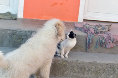 Romen Karpatyalı çoban köpeği, Karpatlar 'daki koyun sürüleri için mükemmel bir bekçi köpeği olan Karpatlar' dan gelen Romen çobanlar tarafından yüzyıllardır kullanılan bir köpektir.
