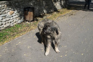 Romen Karpatyalı çoban köpeği, Karpatlar 'daki koyun sürüleri için mükemmel bir bekçi köpeği olan Karpatlar' dan gelen Romen çobanlar tarafından yüzyıllardır kullanılan bir köpektir.