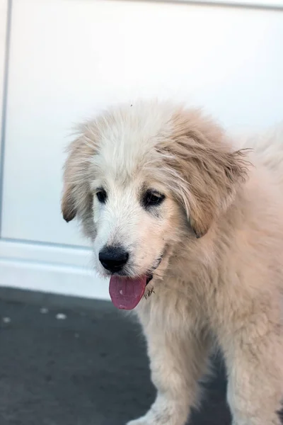 Romanian Carpathian Shepherd Dog Dog Used Centuries Romanian Shepherds Carpathians — Stockfoto