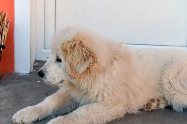 Romanian Carpathian Shepherd Dog Dog Used Centuries Romanian Shepherds Carpathians — Φωτογραφία Αρχείου