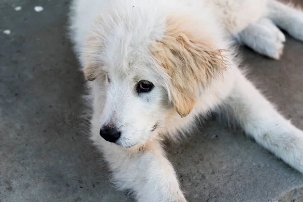 Romanian Carpathian Shepherd Dog Dog Used Centuries Romanian Shepherds Carpathians — ストック写真