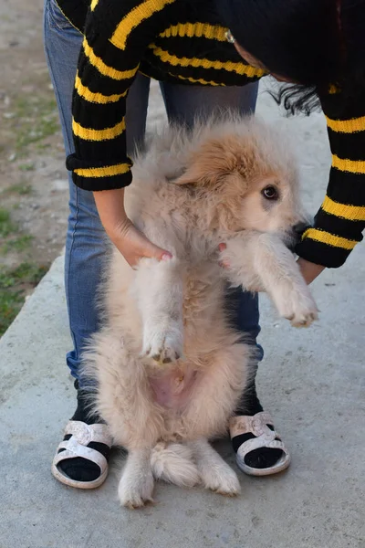 Romanian Carpathian Shepherd Dog Dog Used Centuries Romanian Shepherds Carpathians — Foto Stock