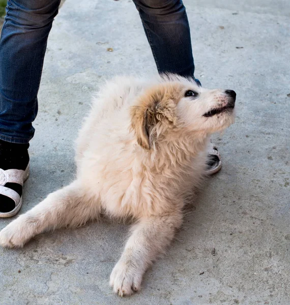 Roemeense Karpaten Herder Hond Een Hond Gebruikt Voor Eeuwen Door — Stockfoto