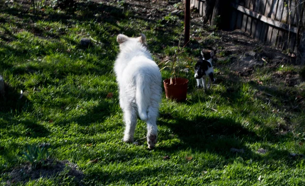 Rumuński Owczarek Karpacki Jest Pies Używany Przez Wieki Przez Rumuńskich — Zdjęcie stockowe