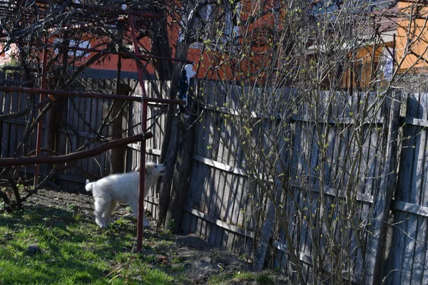Rumunský Karpatský Ovčák Pes Kterého Staletí Používali Rumunští Ovčáci Karpat — Stock fotografie