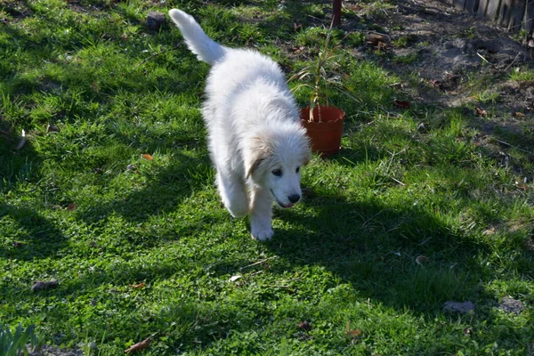 Romanian Carpathian Shepherd Dog Dog Used Centuries Romanian Shepherds Carpathians — 스톡 사진