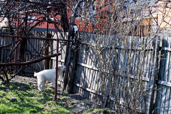 Roemeense Karpaten Herder Hond Een Hond Gebruikt Voor Eeuwen Door — Stockfoto