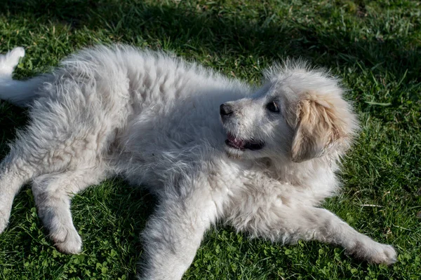 Romanian Carpathian Shepherd Dog Dog Used Centuries Romanian Shepherds Carpathians — Foto Stock