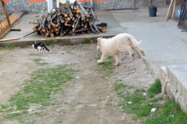 Romanian Carpathian Shepherd Dog Dog Used Centuries Romanian Shepherds Carpathians — ストック写真