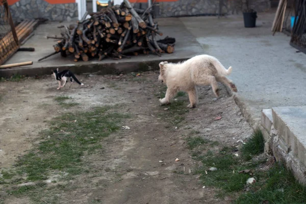 Romanian Carpathian Shepherd Dog Dog Used Centuries Romanian Shepherds Carpathians — ストック写真